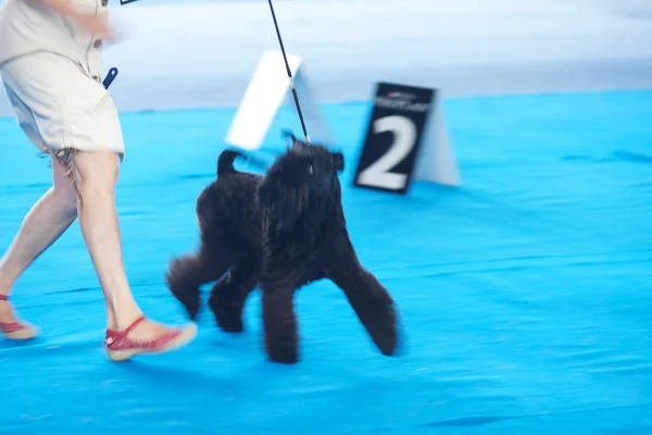 Schnauzer em uma coleira e seu proprietário — Fotografia de Stock