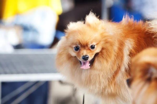 Portrait of Pomeranian spitz — Stock Photo, Image