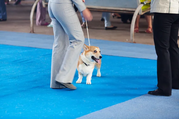Welsh Corgi on a leash and its owner — Stock Photo, Image