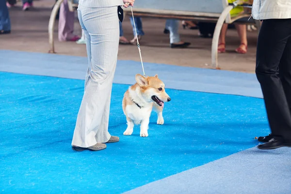 Welsh corgi op een leiband en de eigenaar — Stockfoto