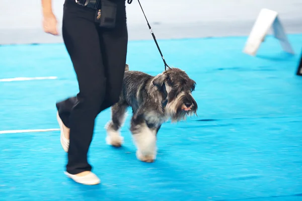 Schnauzer on a leash and its owner — Stock Photo, Image
