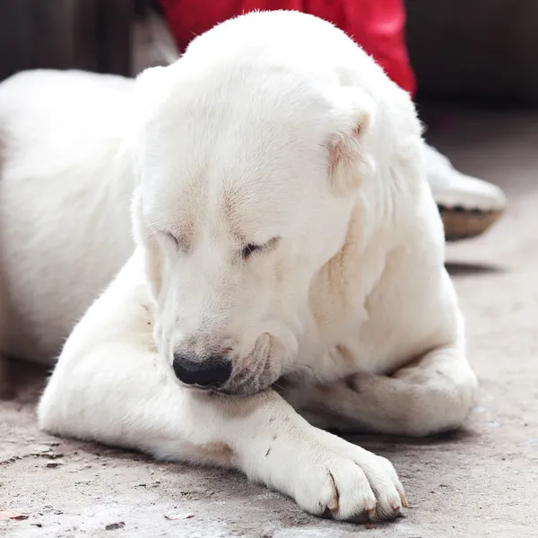 Retrato de um grande cão branco Alabai — Fotografia de Stock