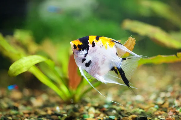 Fish scalar in the planted aquarium — Stock Photo, Image