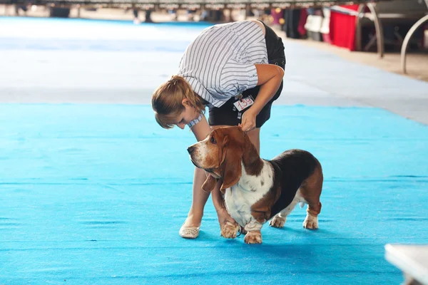 SAMARA, RÚSSIA-AGOSTO 26: Exposição de cães nacionais russos de todos — Fotografia de Stock