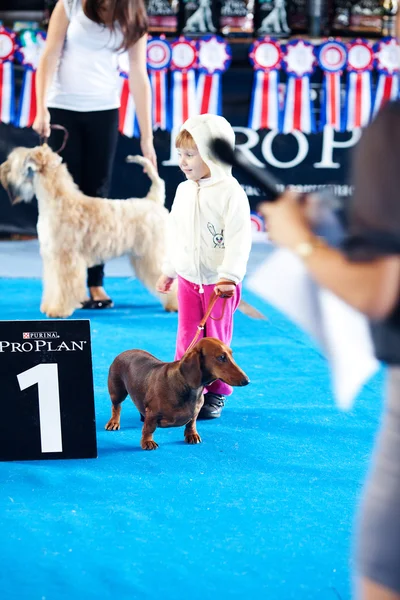Samara, Rosja sierpień 26:russian krajowych psy wystawa wszystko — Zdjęcie stockowe
