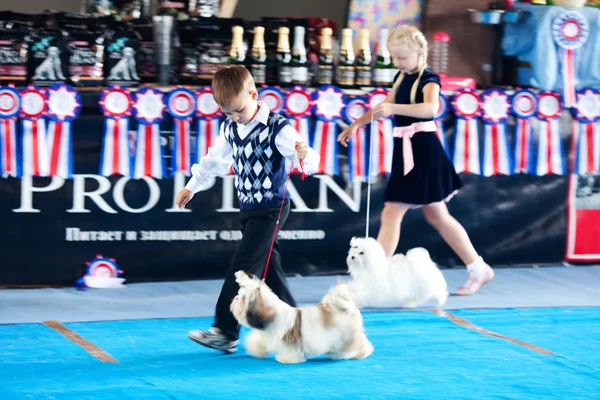 SAMARA, RUSSIE-AOÛT 26 : Exposition nationale russe de tous les chiens — Photo