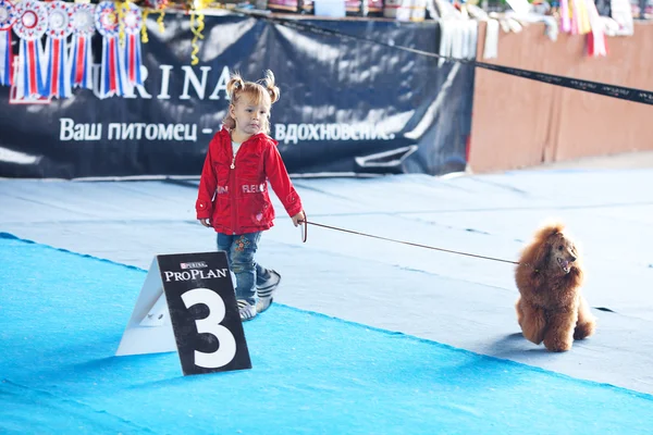SAMARA, RUSIA-26 DE AGOSTO: Exposición nacional rusa de perros — Foto de Stock