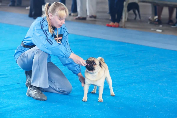 SAMARA, RUSSIA-AGOSTO 26: Esposizione canina nazionale russa di tutti — Foto Stock