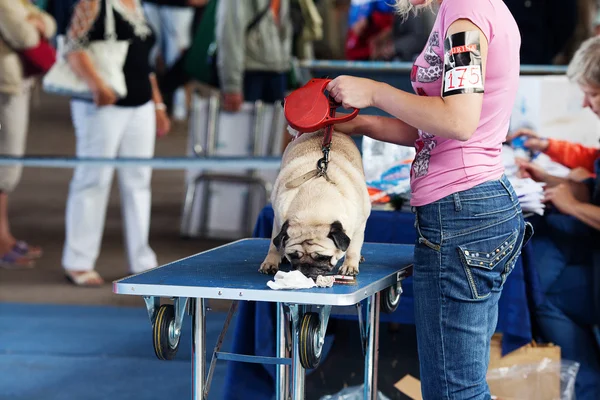 SAMARA, RÚSSIA-AGOSTO 26: Exposição de cães nacionais russos de todos — Fotografia de Stock