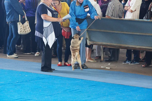 SAMARA, RÚSSIA-AGOSTO 26: Exposição de cães nacionais russos de todos — Fotografia de Stock