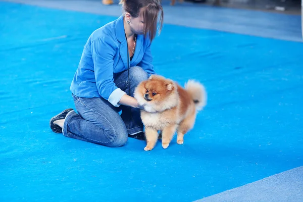 SAMARA, RUSIA-26 DE AGOSTO: Exposición nacional rusa de perros — Foto de Stock