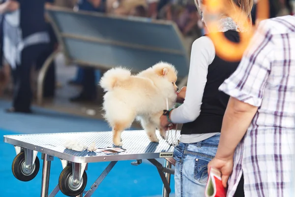 SAMARA, RÚSSIA-AGOSTO 26: Exposição de cães nacionais russos de todos — Fotografia de Stock