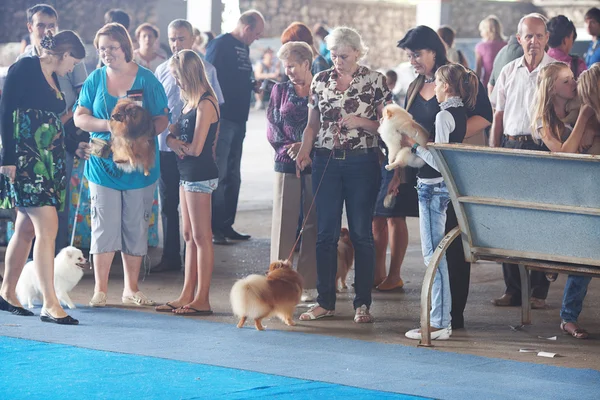 Samara, Rusko srpen 26:russian národní psi výstavy ze všech — Stock fotografie
