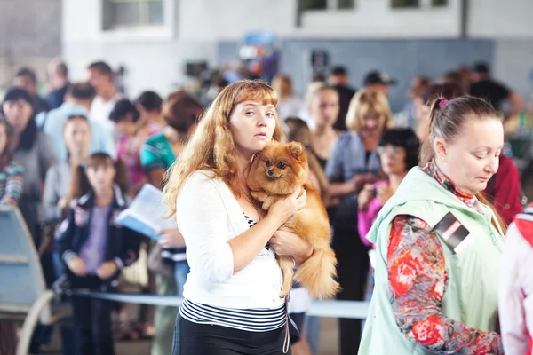 Samara, Rosja sierpień 26:russian krajowych psy wystawa wszystko — Zdjęcie stockowe