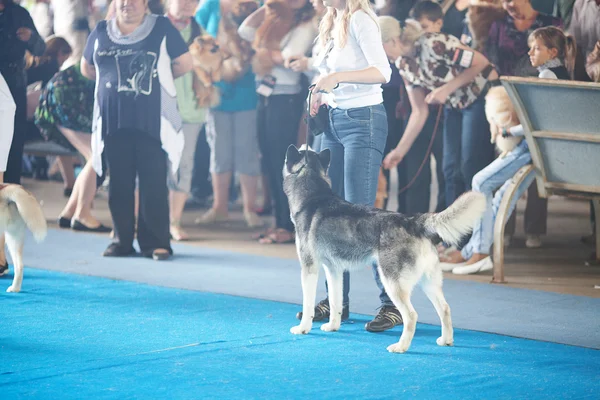 Самара, Росія Серпень 26:russian національної собак виставка всіх — стокове фото