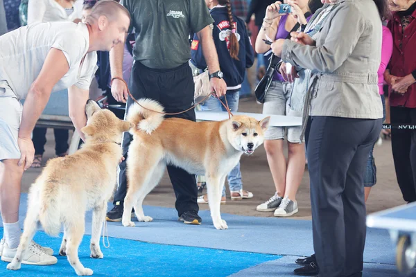 Samara, Rosja sierpień 26:russian krajowych psy wystawa wszystko — Zdjęcie stockowe