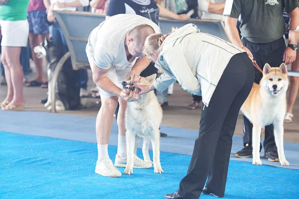 Samara, Rusland-augustus 26:russian nationale honden tentoonstelling van alle — Stockfoto