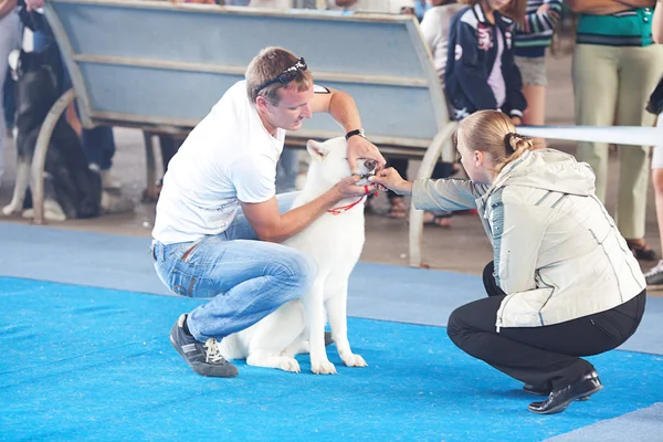 Samara, Rusland-augustus 26:russian nationale honden tentoonstelling van alle — Stockfoto