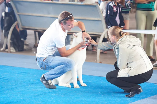 SAMARA, RÚSSIA-AGOSTO 26: Exposição de cães nacionais russos de todos — Fotografia de Stock