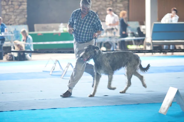 Samara, russland-august 26: russische nationale ausstellung aller hunde — Stockfoto