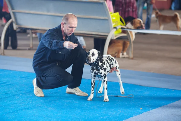 Samara, Rusland-augustus 26:russian nationale honden tentoonstelling van alle — Stockfoto