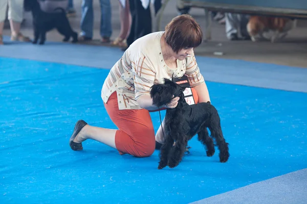 Samara, russland-august 26: russische nationale ausstellung aller hunde — Stockfoto