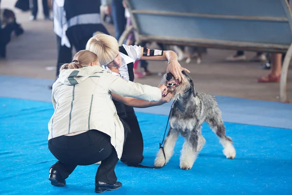 SAMARA, RUSIA-26 DE AGOSTO: Exposición nacional rusa de perros —  Fotos de Stock