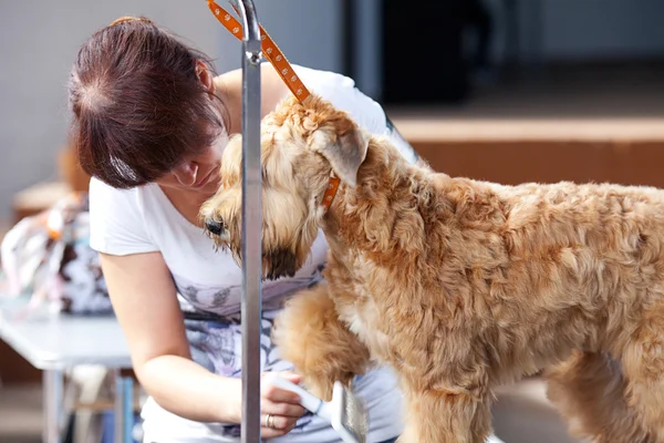 Samara, Rusland-augustus 26:russian nationale honden tentoonstelling van alle — Stockfoto