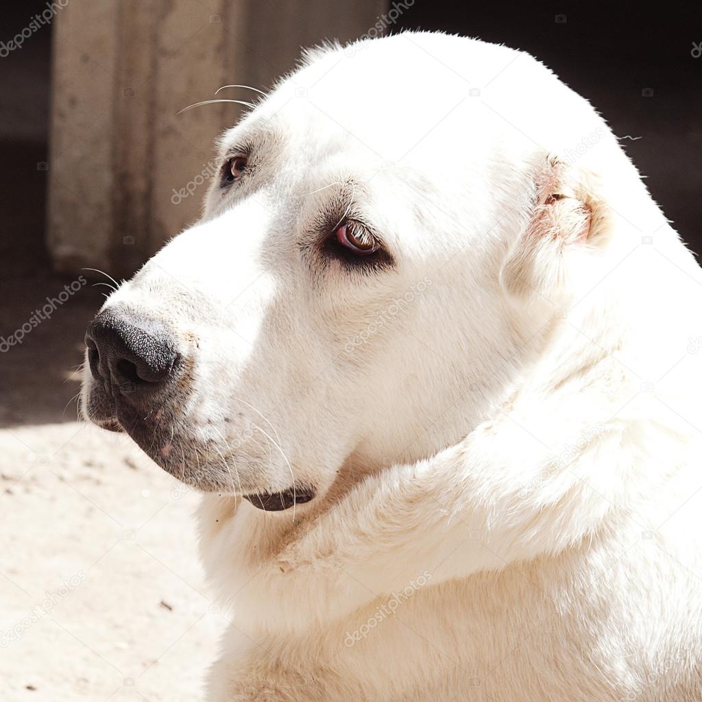 Portrait of a big white dog Alabai