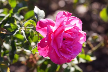 arka plan Bahçe güzel gül