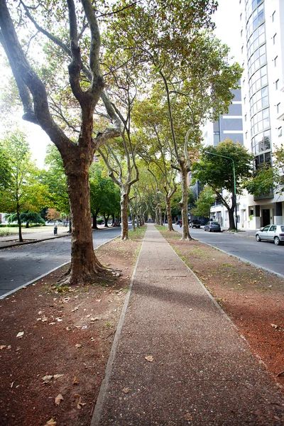 Beautiful avenue of plane trees — Stock Photo, Image