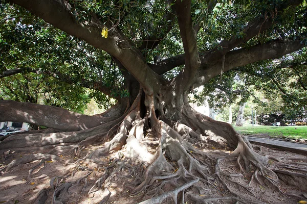 Grande árvore velha — Fotografia de Stock