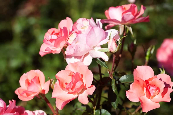 Fondo de hermosas rosas en el jardín —  Fotos de Stock