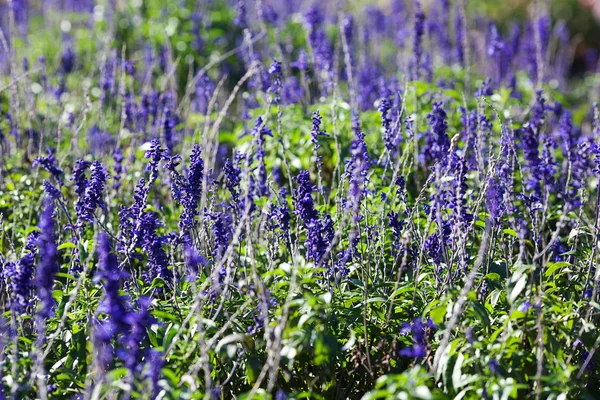 Fondo de las hermosas flores de lavanda púrpura — Foto de Stock