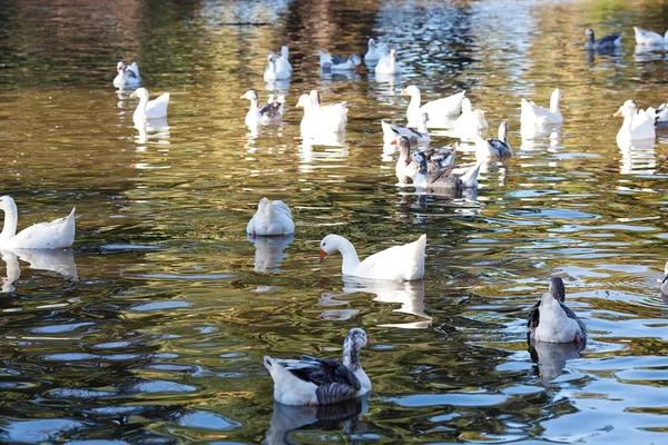 Mooie witte ganzen in de natuur — Stockfoto