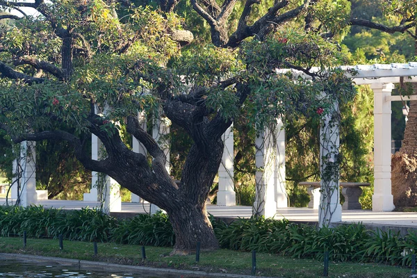 Groene tuinhuisje in de rozentuin — Stockfoto