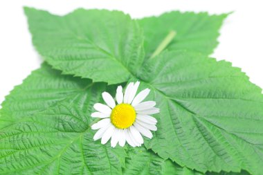 Chamomile and green leaves on white background