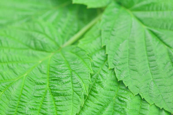 Ahududu Yaprağı yeşil arka plan — Stok fotoğraf