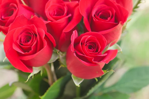 Sfondo di un bellissimo bouquet di rose rosse — Foto Stock