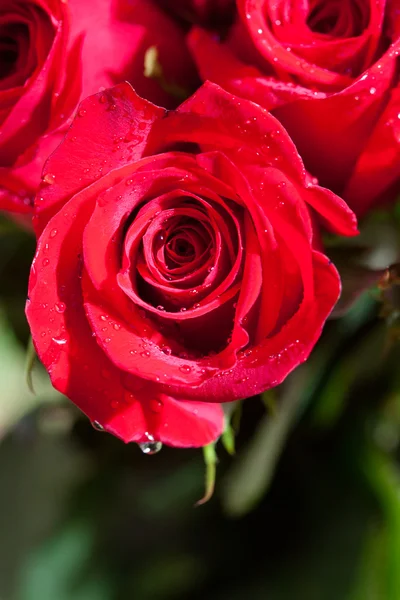 Belo buquê de rosas vermelhas com gotas de água — Fotografia de Stock