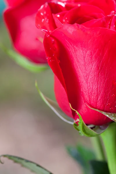 Belo buquê de rosas vermelhas com gotas de água — Fotografia de Stock