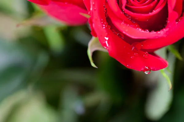 Belo buquê de rosas vermelhas com gotas de água — Fotografia de Stock