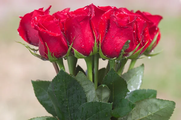 Beautiful bouquet of red roses with water drops — Stock Photo, Image