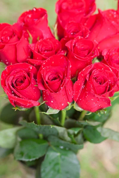 Красивый букет красных роз с каплями воды — стоковое фото