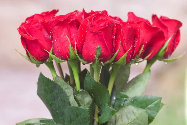 Beautiful bouquet of red roses with water drops — Stock Photo, Image