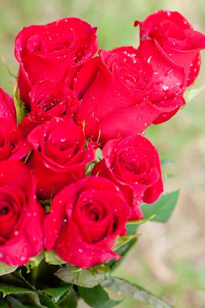 Belo buquê de rosas vermelhas com gotas de água — Fotografia de Stock