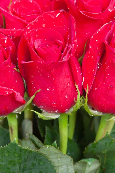 Beau bouquet de roses rouges avec des gouttes d'eau — Photo