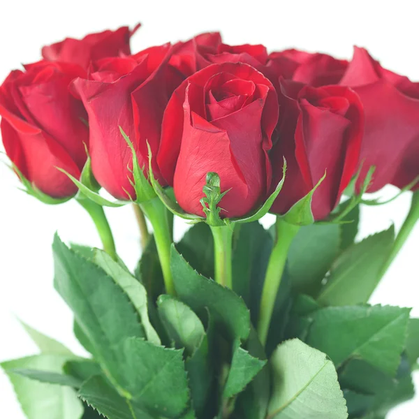 Belo buquê de rosas vermelhas isoladas em branco — Fotografia de Stock