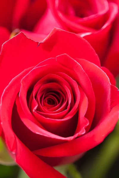 Fondo de un hermoso ramo de rosas rojas — Foto de Stock