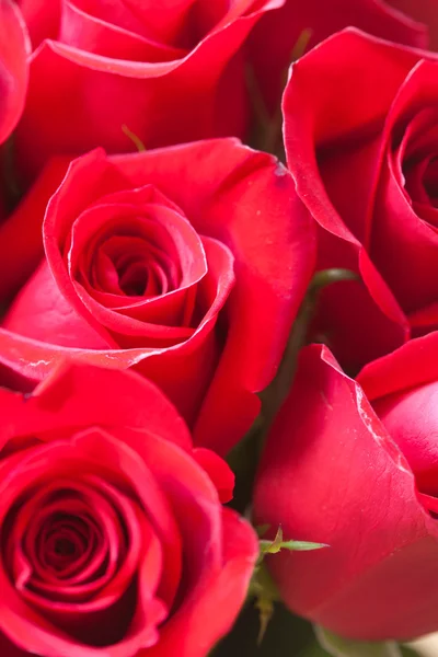 Background of a beautiful bouquet of red roses — Stock Photo, Image
